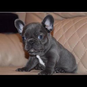 Meet your Posher, Blake